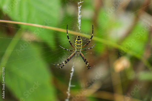 wasp spider. Yellow striped spider outside in nature in her spider web. Argiope bruennichi also called zebra, tiger, silk ribbon, wasp spider