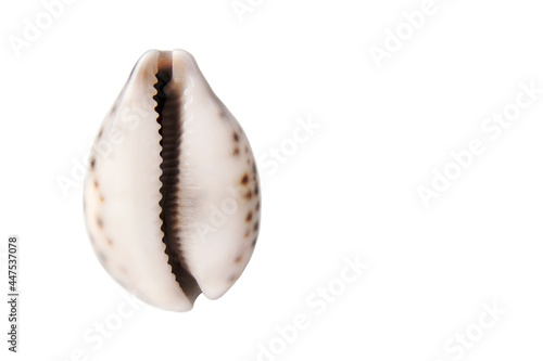 shell in the form of a vagina on a gray background. The concept of women's health, menstruation and menopause. Seashell as a symbol of gynecology photo