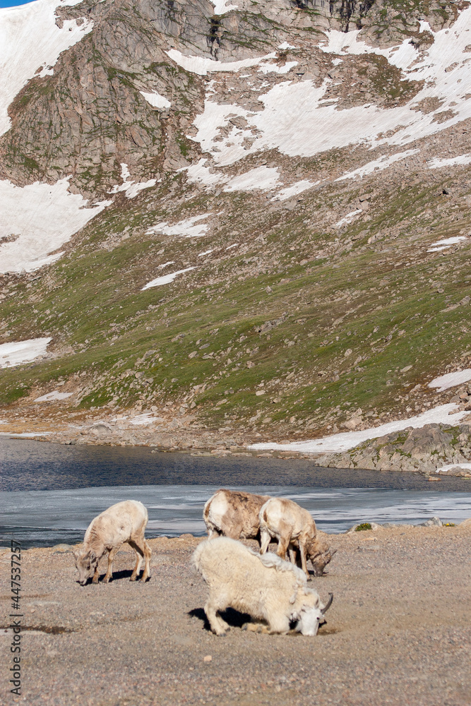 Obraz premium Mountain Goat and Bighorn Sheep in Colorado