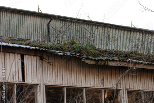 Moss, grass and small trees growing on the roof of an old industrial building.
