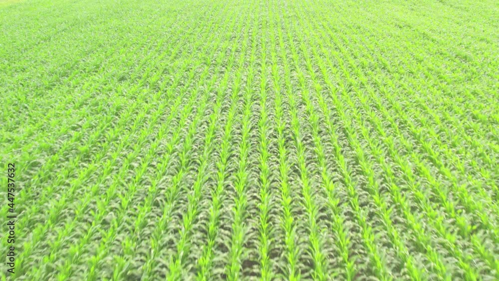 Green corn crop fields on a sunny day, aerial shot fly over with drone. High quality 4k footage Green corn crop fields on a sunny day, aerial shot fly over with drone. High quality 4k footage