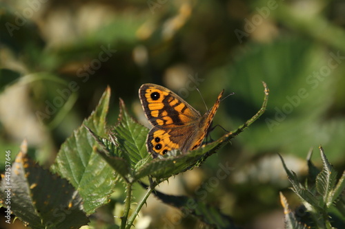 A Wall brown butterfly perched on brambles.