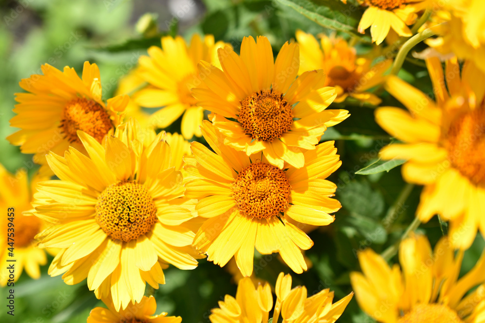 yellow chamomile heliopsis in the garden on a bush yellow chamomile heliopsis in the garden on a bush