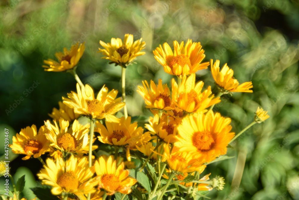 yellow chamomile heliopsis in the garden on a bush yellow chamomile heliopsis in the garden on a bush