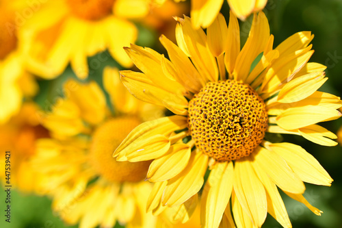 yellow chamomile heliopsis in the garden on a bush