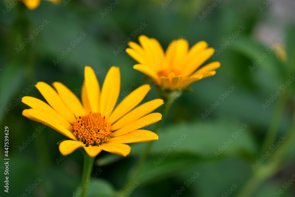 yellow chamomile heliopsis in the garden on a bush yellow chamomile heliopsis in the garden on a bush