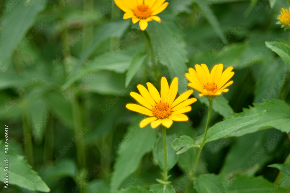 yellow chamomile heliopsis in the garden on a bush yellow chamomile heliopsis in the garden on a bush