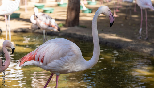 Ave flamingo dentro de um lago cercado por outras aves photo