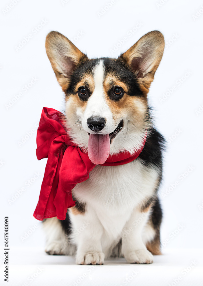 dog shows tongue in red bow welsh corgi breed on white background dog shows tongue in red bow welsh corgi breed on white background