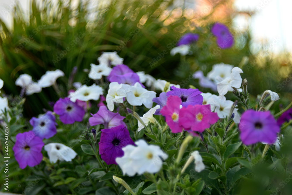 Red and white petunia flowers in the garden