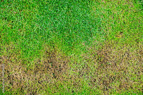 The texture of dead grass top view wallpaper nature background texture Green and yellow grass texture the lack of lawn care and maintenance until the damage Pests and disease field in bad condition.