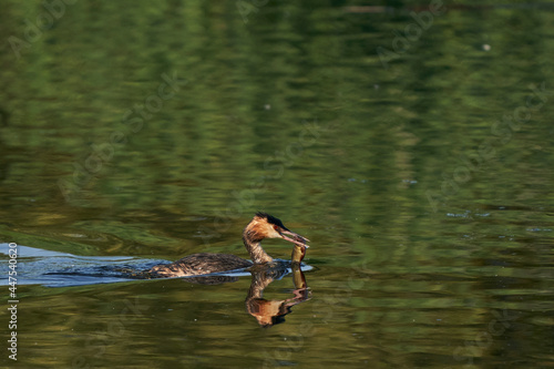 Fototapeta Naklejka Na Ścianę i Meble -  Great Crested Grebe (Podiceps cristatus) with a recently caught fish in its beak swimming on a lake at Ham Wall in Somerset, United Kingdom. 