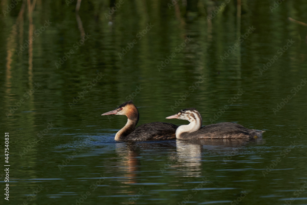 Great Crested Grebe (Podiceps cristatus) with juvenile chick on a lake at Ham Wall in Somerset, United Kingdom. Great Crested Grebe (Podiceps cristatus) with juvenile chick on a lake at Ham Wall in Somerset, United Kingdom.