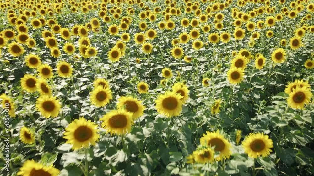Flying over a field of young golden sunflowers in summer on a sunny day Flying over a field of young golden sunflowers in summer on a sunny day