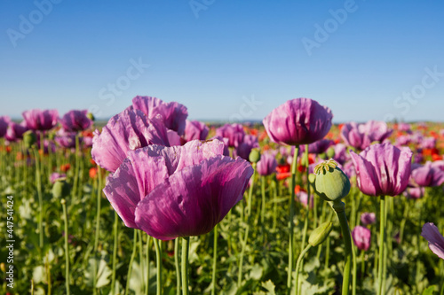 Purple poppies. Green buds close-up. Against the blue sky.
