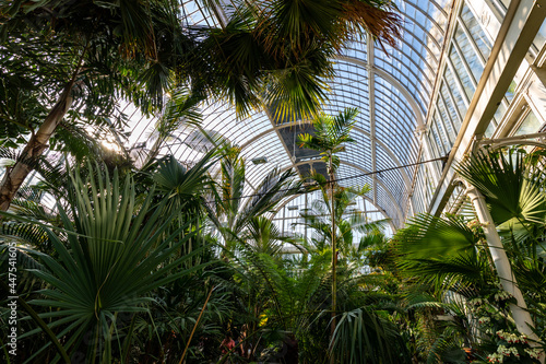 Tropical greenhouse glasshouse sunny interior full of fresh green plants. Natural Indoor decorative plants. Lush botanical garden. 