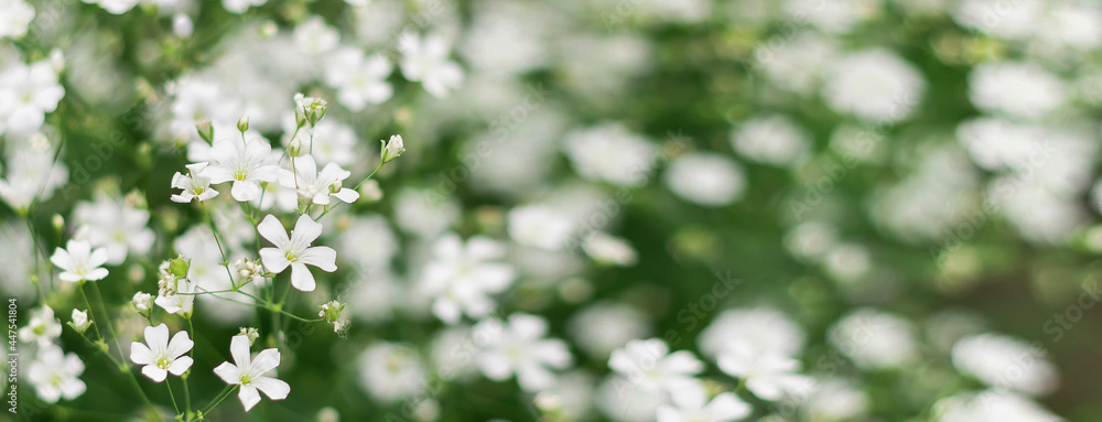 Banner of flowering gypsophila white. Floral background. Banner of flowering gypsophila white. Floral background.