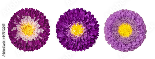 Set of purple aster flowers isolated on a white background. Flowers set. Callistephus chinensi. Astra close up.