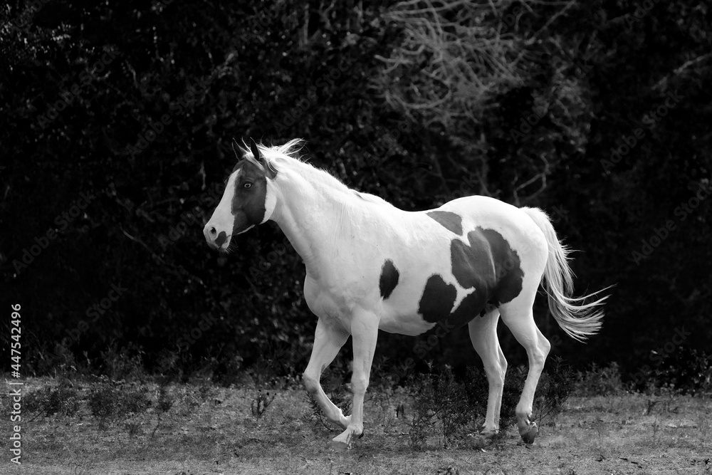 Obraz premium Paint horse mare in motion through rural farm field with dark background.