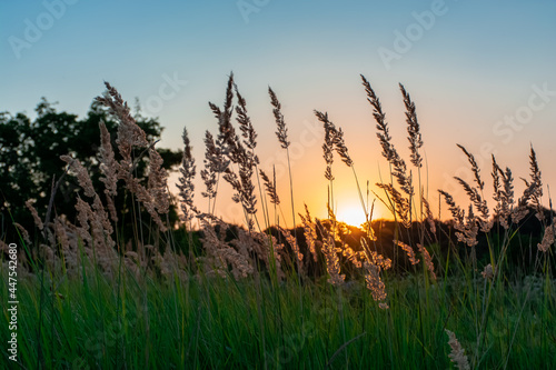 Fototapeta Naklejka Na Ścianę i Meble -  Tall grass in a green meadow. Warm summer evening with a bright meadow at sunset. Silhouette of grass in the light of the golden setting sun. Beautiful natural landscape with sunbeams.