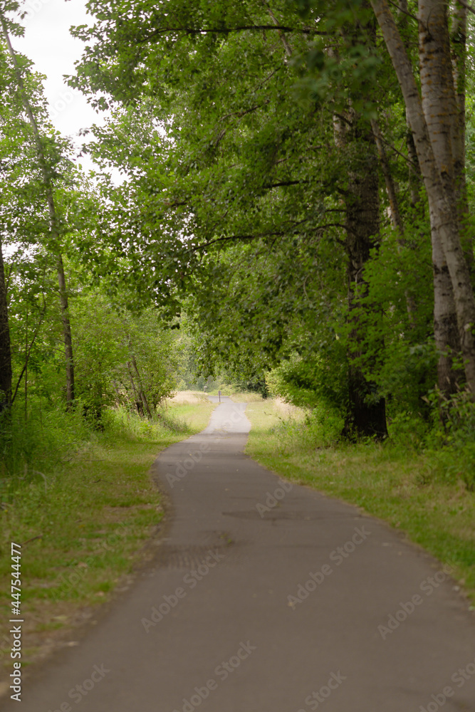 Naklejka premium road in the woods