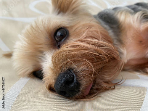 A small beautiful fluffy kind dog, home pet, Yorkshire Terrier with a joyful face with big black eyes and an outstretched tongue lies asleep on the bed