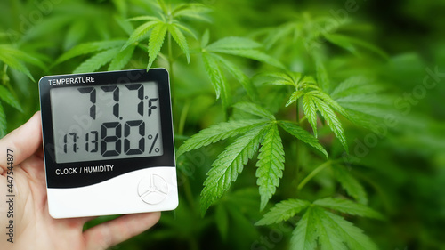 Canvas Print Digital thermometer and hygrometer in hand, contactless control of the growth conditions of marijuana, cannabis, weed and hemp