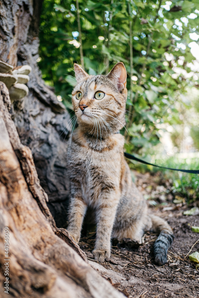 curious cat in a collar on a leash sits near a tree in nature in the park.