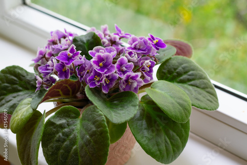 Blooming african violet flower saintpaulia in pot on windowsill as home decoration for coziness