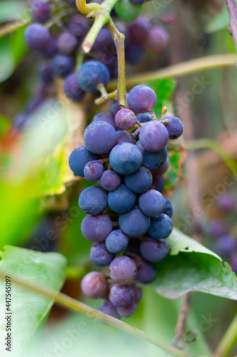 Mature blue red grapes ion branch with leaves at autumn season.Vertical
