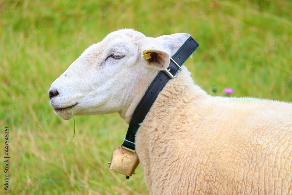 Obraz premium Schat mit Halsband und Glocke