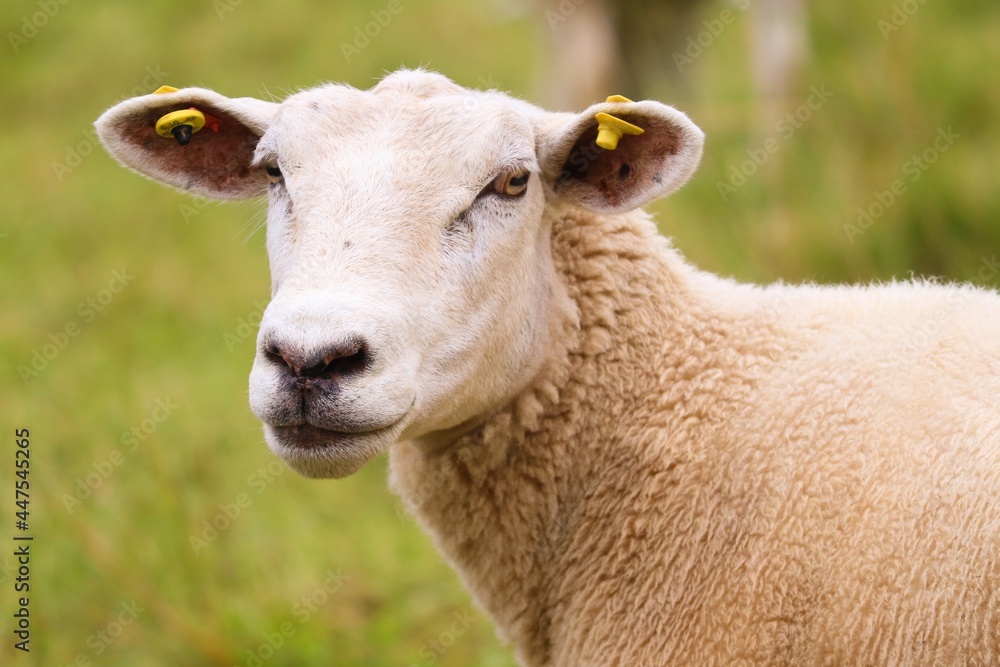 junges Schaf im Portrait 