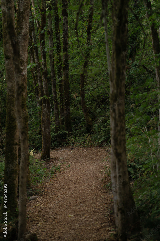 Fototapeta premium path in the forest