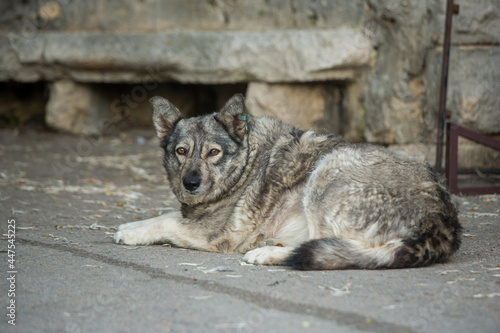 A homeless dog lies on a city street.