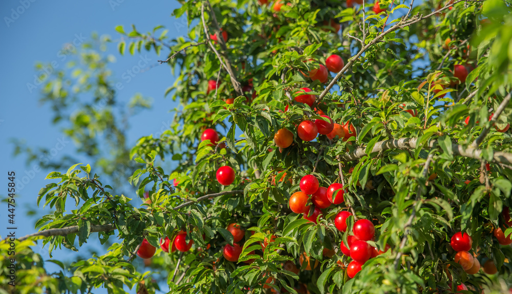 Plum ripens in the garden on a summer day