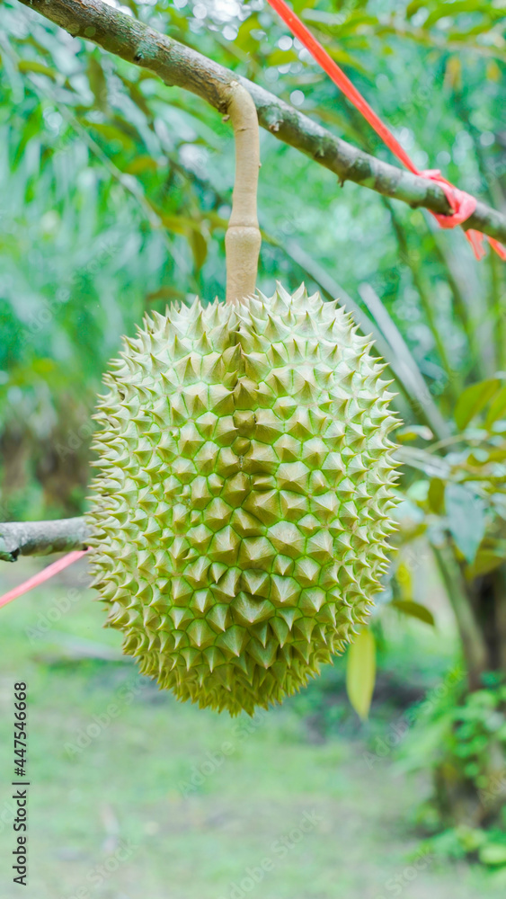 background Durian Fruit Season, Monthong Thai Street Food Thai Street Food fruit king. background Durian Fruit Season, Monthong Thai Street Food Thai Street Food fruit king.