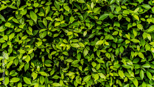 Green leaves pattern background, Natural background and wallpaper. in Phuket Thailand.