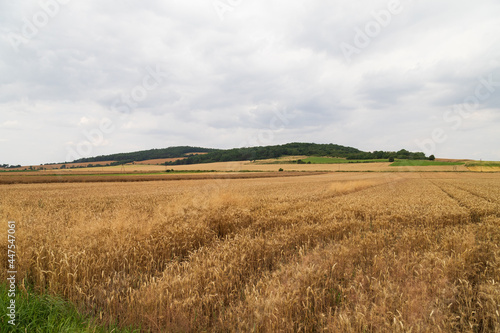 Pyszczyn Mountain  Gora Pyszczynska  golden wheat field