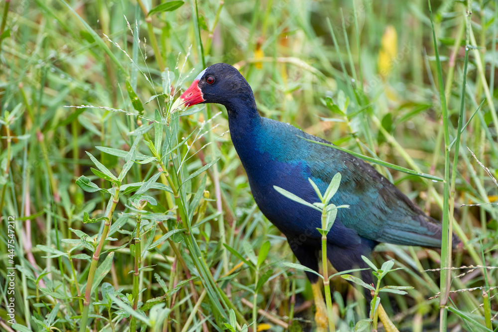 Purple Gallinule Foraging in Marsh in Cameron Parish Louisiana Purple Gallinule Foraging in Marsh in Cameron Parish Louisiana