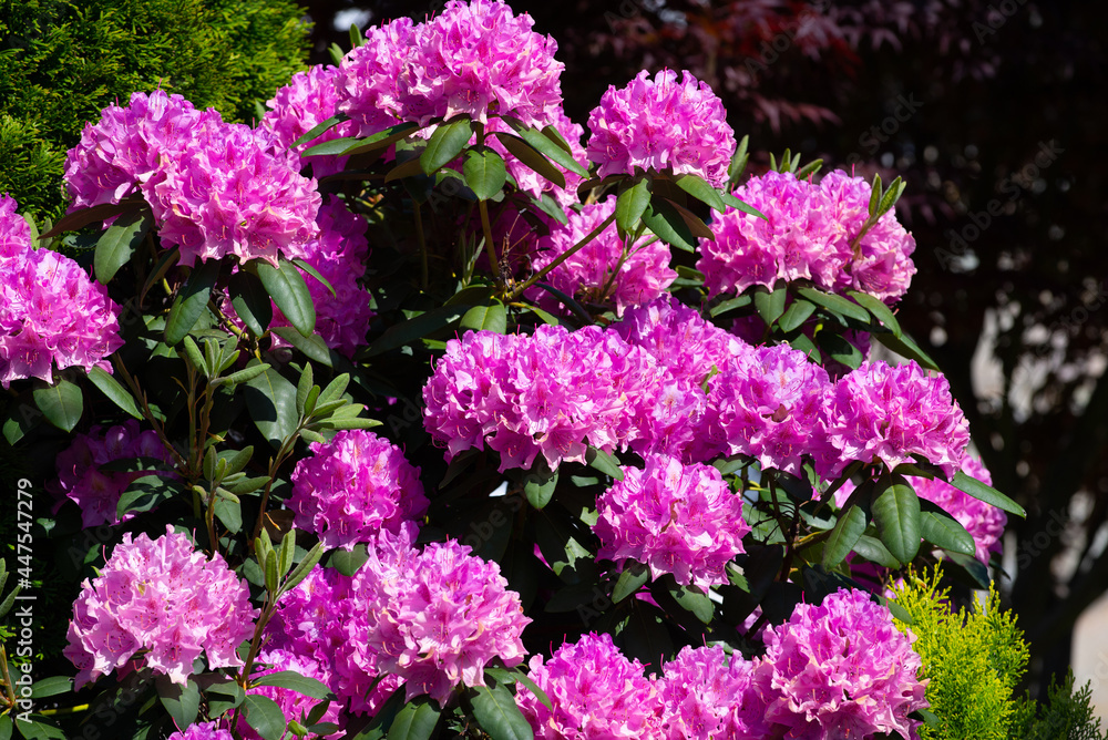 Pink azaleas in full bloom during springtime Pink azaleas in full bloom during springtime