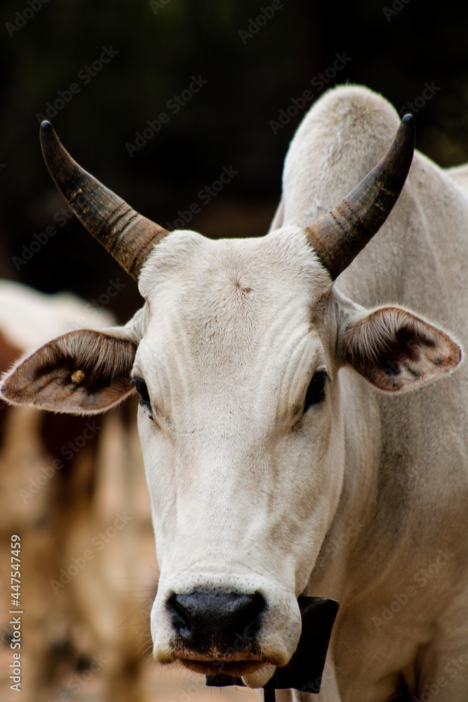 cow head, maasai breed cow head, maasai breed