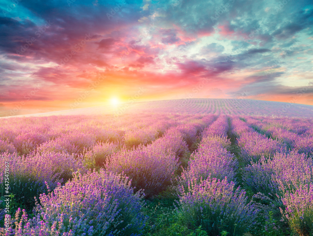Lavender field summer sunset landscape near Valensole.Provence,France