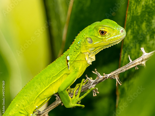 Wallpaper Mural Reptile,
Photography,
chameleon lizard,
wild animal,
Environment,
Avian,
Scenery,
Photo,
Wilderness,
Beautiful,
Wild,
Wildlife,
Domestic,
Rural,
Natural,
Fowl,
Beak,
Bird,
Animal,
Nature,
 Torontodigital.ca