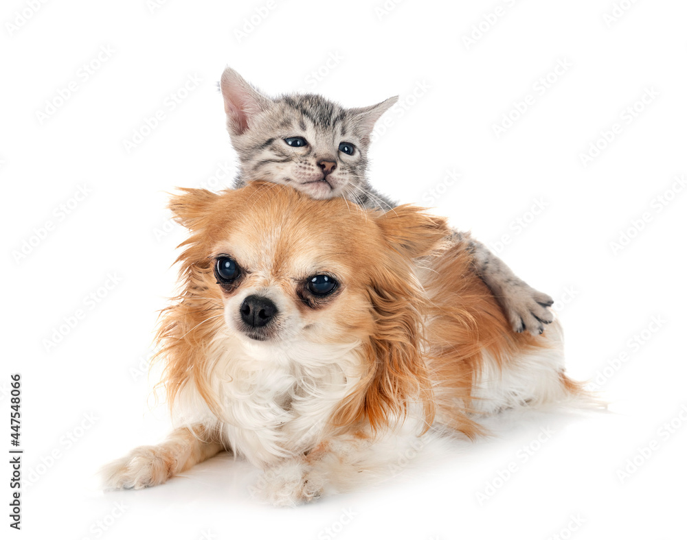 Obraz premium bengal kitten and chihuahua