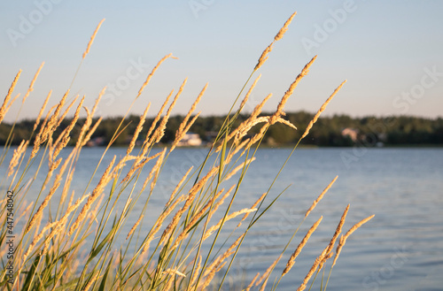 river bank in the evening