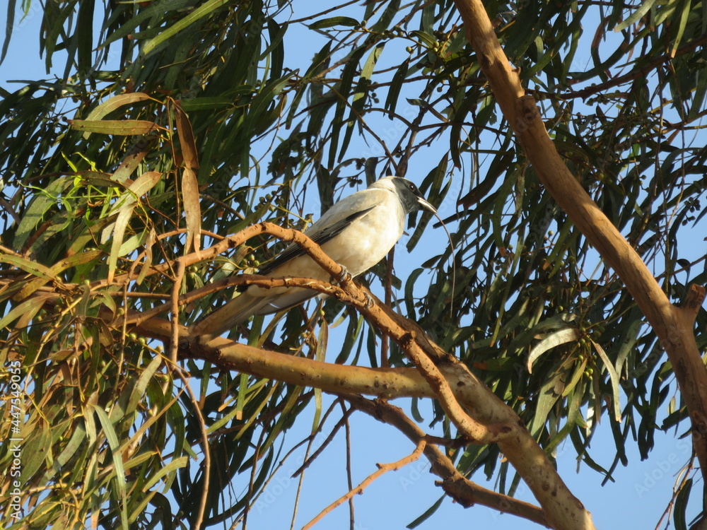 bird on branch,black headed cuckooshrike bird on branch,black headed cuckooshrike