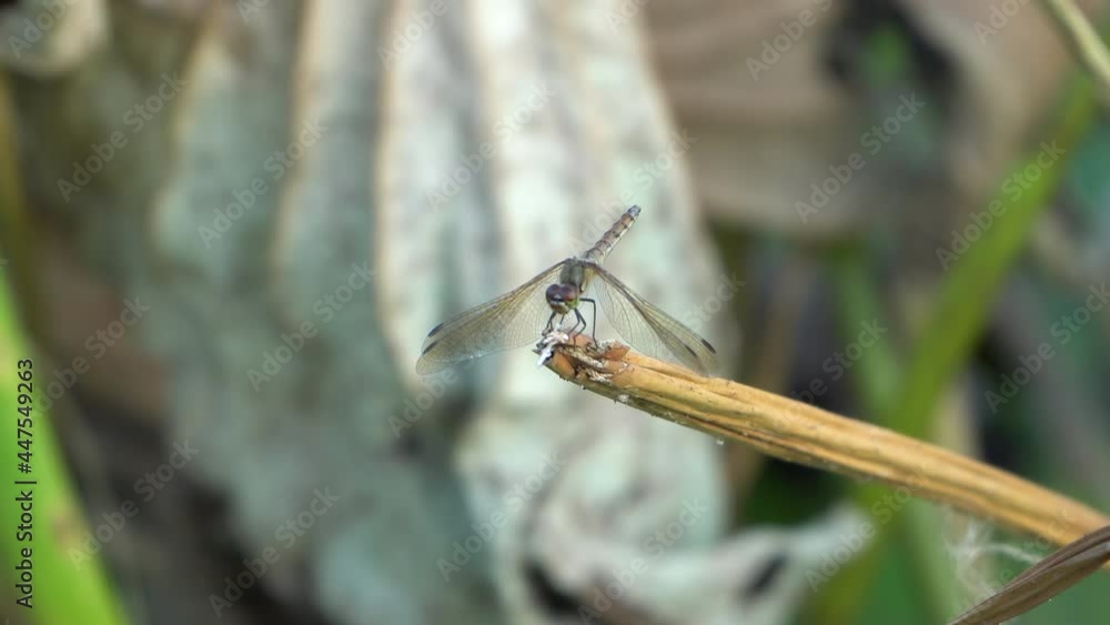 A large dragonfly lands on a twig. Beautiful blue background Dragonfly flutters its wings as the wind makes him loose his balance. it appears that he is looking at the camera. A large dragonfly lands on a twig. Beautiful blue background Dragonfly flutters its wings as the wind makes him loose his balance. it appears that he is looking at the camera.