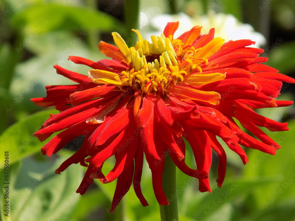 A sunny day. The red zinias are blooming luxuriantly. A sunny day. The red zinias are blooming luxuriantly.