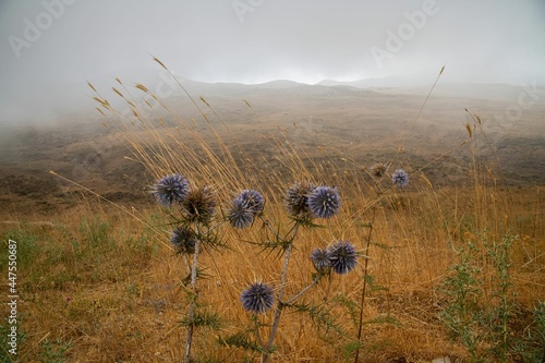 blue thistle plants in front of cloud covered mountains in the Lebanon Sannine region photo
