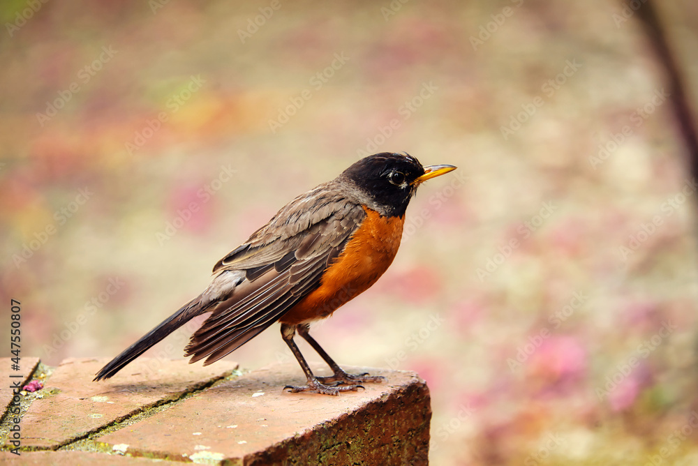 A colorful robin perched on a brick wall with a blurred background.